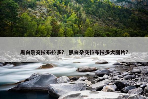 黑白杂交拉布拉多？ 黑白杂交拉布拉多犬图片？