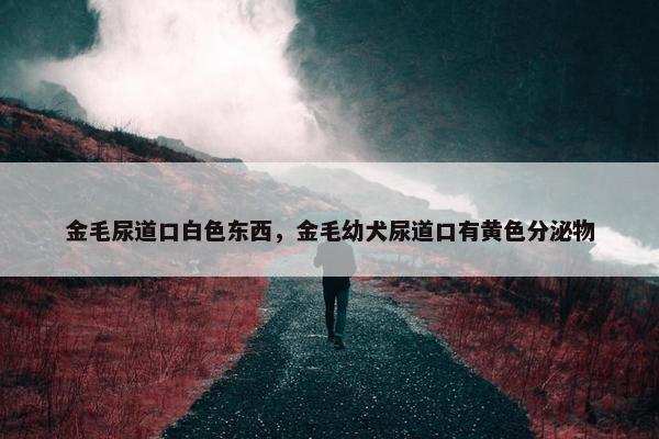 金毛尿道口白色东西，金毛幼犬尿道口有黄色分泌物