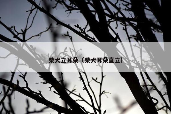 柴犬立耳朵（柴犬耳朵直立）