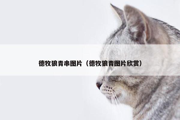 德牧狼青串图片（德牧狼青图片欣赏）