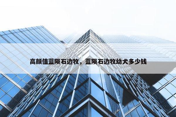 高颜值蓝陨石边牧，蓝陨石边牧幼犬多少钱