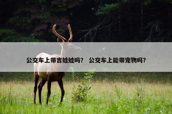 公交车上带吉娃娃吗？ 公交车上能带宠物吗？