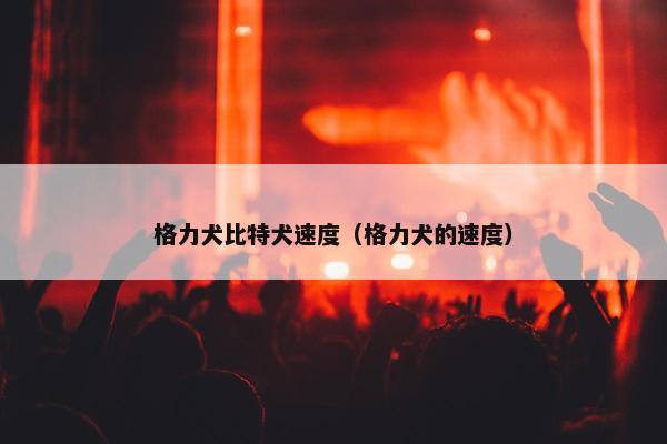 格力犬比特犬速度（格力犬的速度）