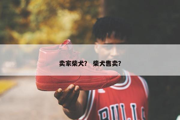 卖家柴犬？ 柴犬售卖？