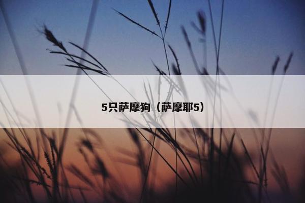 5只萨摩狗（萨摩耶5）