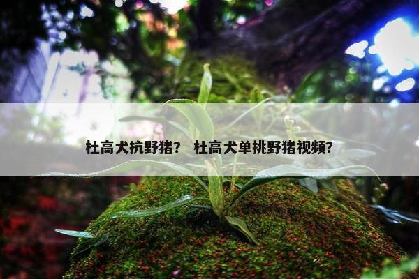杜高犬抗野猪？ 杜高犬单挑野猪视频？
