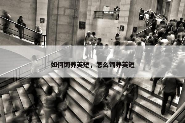 如何饲养英短，怎么饲养英短