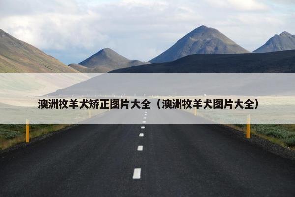 澳洲牧羊犬矫正图片大全（澳洲牧羊犬图片大全）