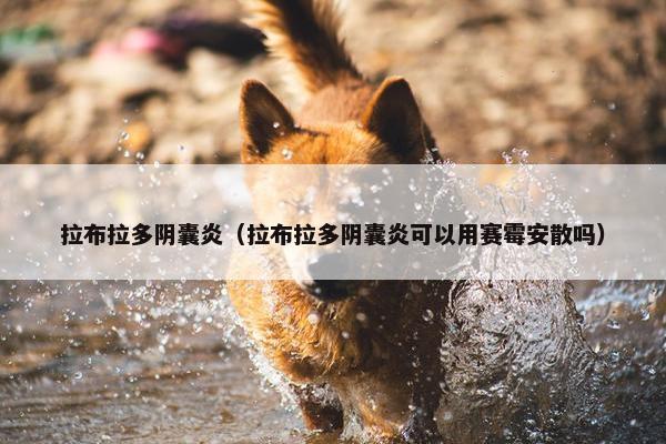 拉布拉多阴囊炎（拉布拉多阴囊炎可以用赛霉安散吗）