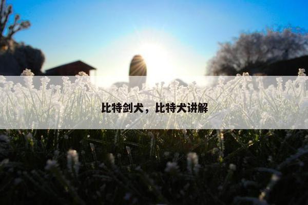 比特剑犬，比特犬讲解