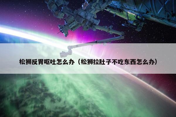 松狮反胃呕吐怎么办（松狮拉肚子不吃东西怎么办）