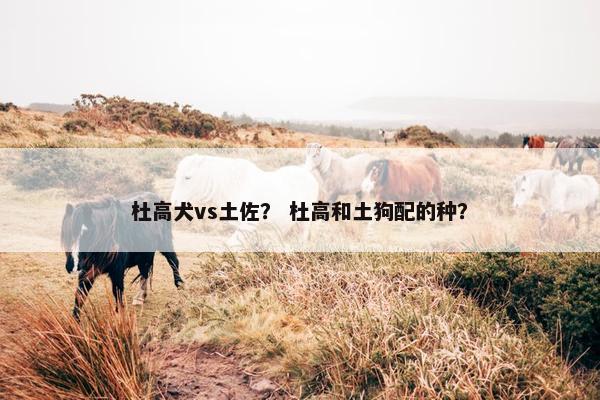 杜高犬vs土佐？ 杜高和土狗配的种？
