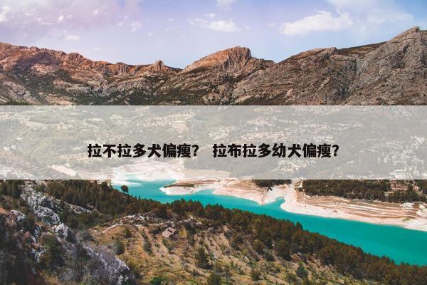 拉不拉多犬偏瘦？ 拉布拉多幼犬偏瘦？