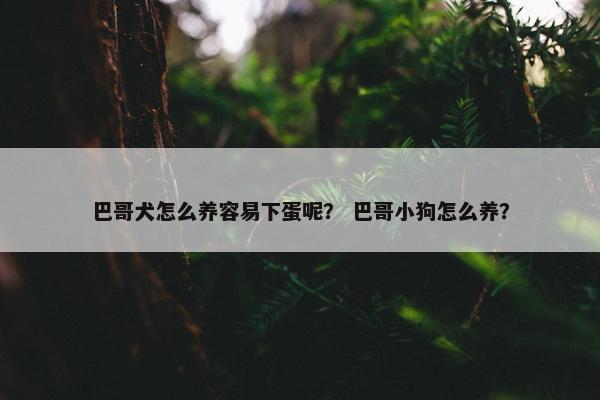 巴哥犬怎么养容易下蛋呢？ 巴哥小狗怎么养？