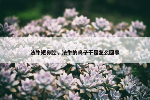 法牛短鼻腔，法牛的鼻子干是怎么回事