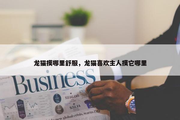 龙猫摸哪里舒服，龙猫喜欢主人摸它哪里