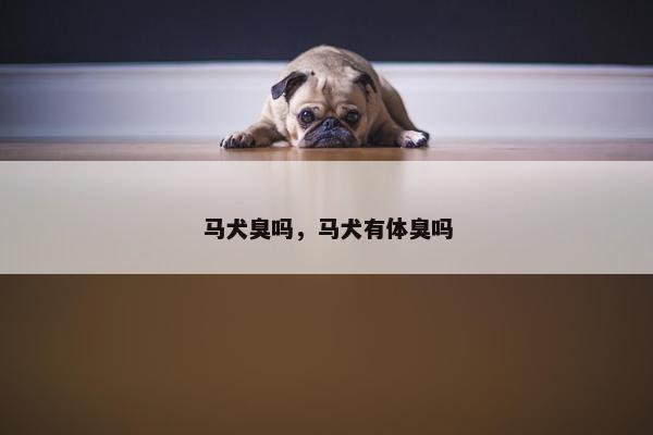 马犬臭吗，马犬有体臭吗