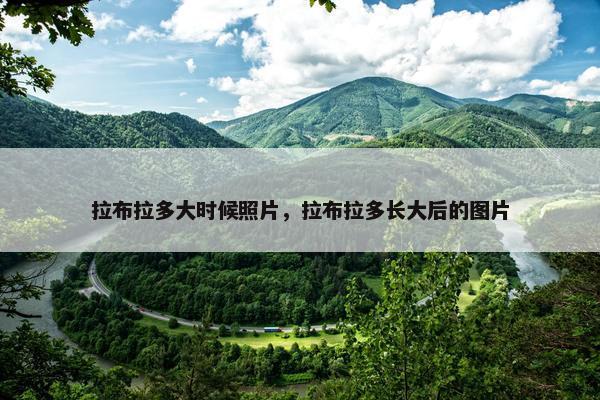 拉布拉多大时候照片，拉布拉多长大后的图片