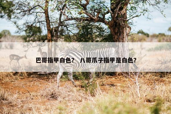 巴哥指甲白色？ 八哥爪子指甲是白色？