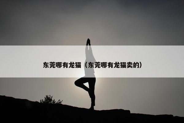 东莞哪有龙猫（东莞哪有龙猫卖的）