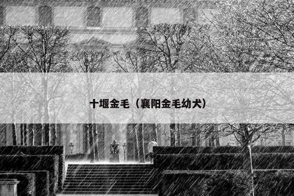 十堰金毛（襄阳金毛幼犬）