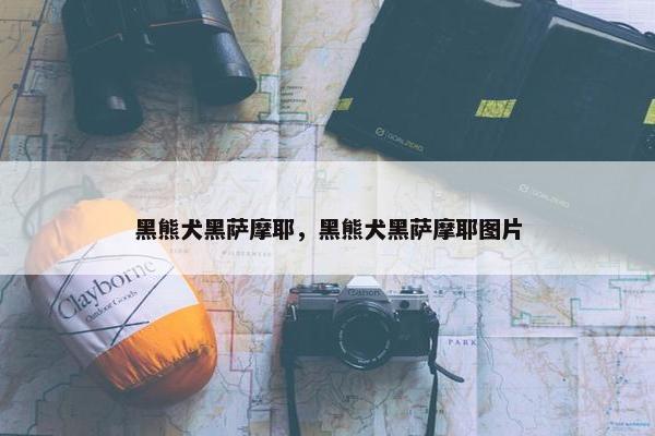 黑熊犬黑萨摩耶，黑熊犬黑萨摩耶图片