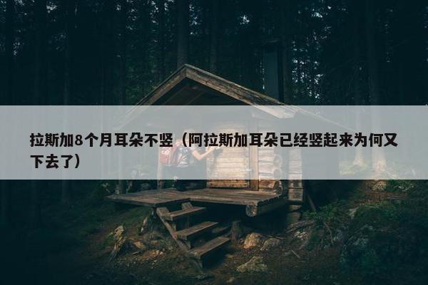 拉斯加8个月耳朵不竖（阿拉斯加耳朵已经竖起来为何又下去了）