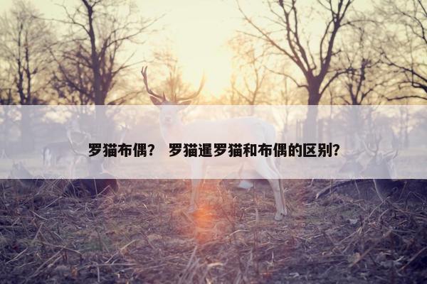 罗猫布偶？ 罗猫暹罗猫和布偶的区别？