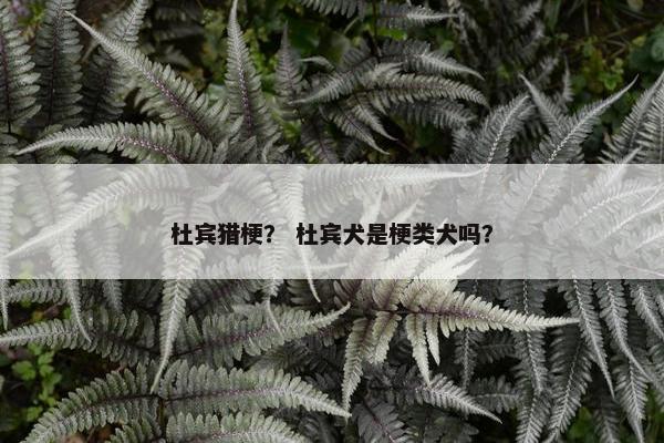 杜宾猎梗？ 杜宾犬是梗类犬吗？