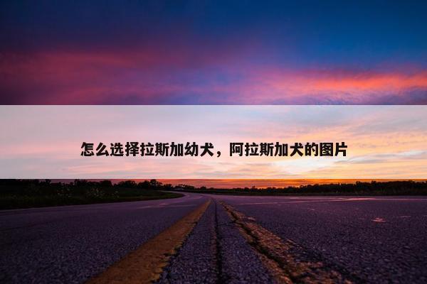 怎么选择拉斯加幼犬，阿拉斯加犬的图片