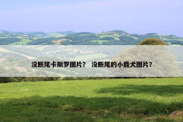 没断尾卡斯罗图片？ 没断尾的小鹿犬图片？