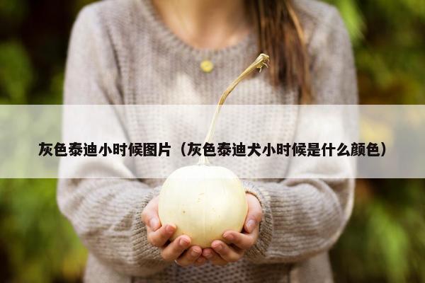 灰色泰迪小时候图片（灰色泰迪犬小时候是什么颜色）