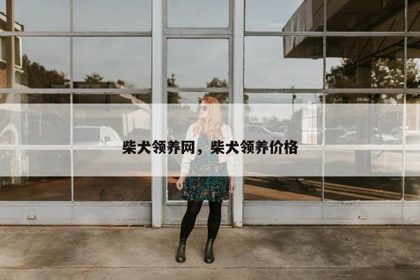 柴犬领养网，柴犬领养价格