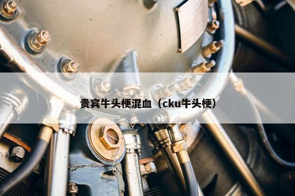 贵宾牛头梗混血（cku牛头梗）