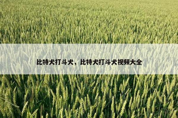 比特犬打斗犬，比特犬打斗犬视频大全
