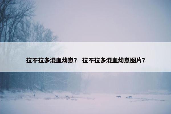 拉不拉多混血幼崽？ 拉不拉多混血幼崽图片？