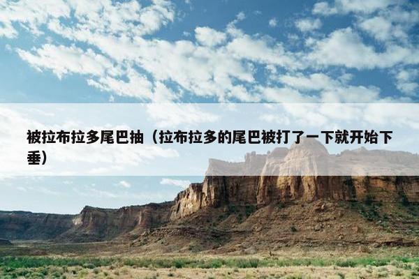 被拉布拉多尾巴抽（拉布拉多的尾巴被打了一下就开始下垂）
