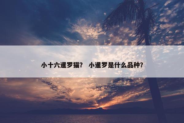 小十六暹罗猫？ 小暹罗是什么品种？