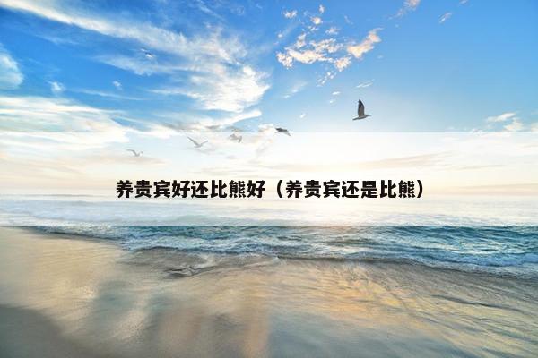 养贵宾好还比熊好（养贵宾还是比熊）