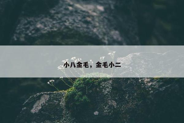 小八金毛，金毛小二