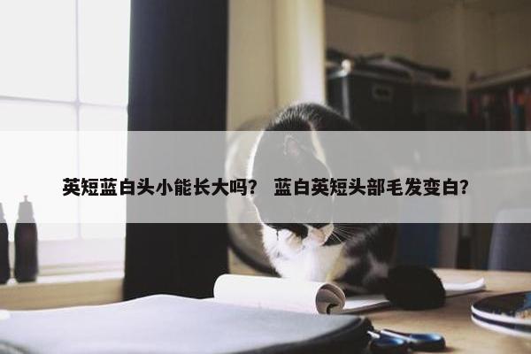 英短蓝白头小能长大吗？ 蓝白英短头部毛发变白？