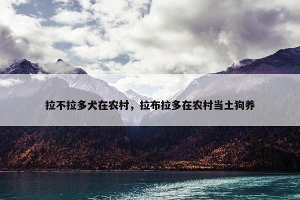 拉不拉多犬在农村，拉布拉多在农村当土狗养