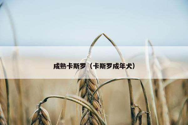 成熟卡斯罗（卡斯罗成年犬）