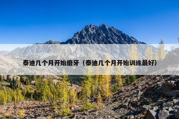 泰迪几个月开始磨牙（泰迪几个月开始训练最好）