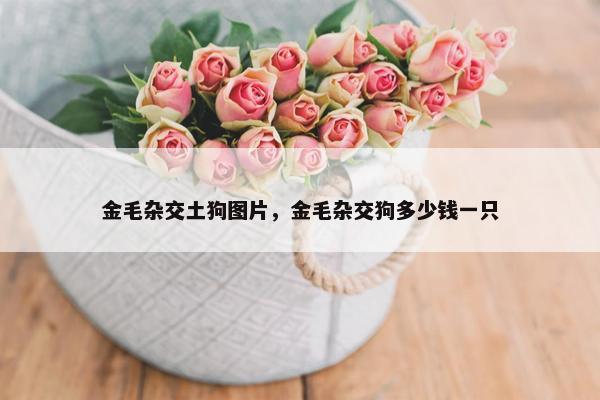 金毛杂交土狗图片，金毛杂交狗多少钱一只