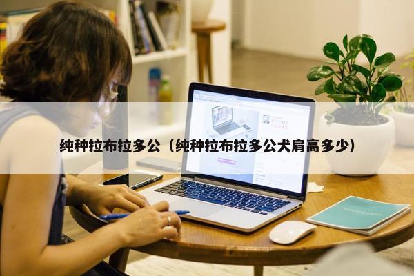 纯种拉布拉多公（纯种拉布拉多公犬肩高多少）