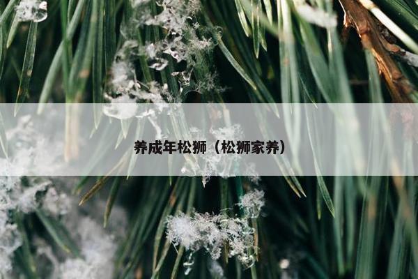 养成年松狮（松狮家养）