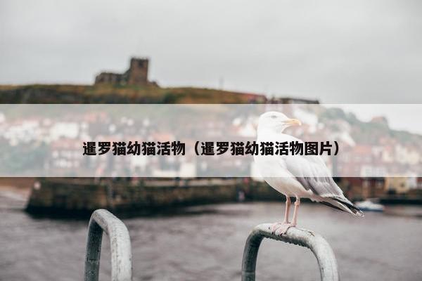 暹罗猫幼猫活物（暹罗猫幼猫活物图片）