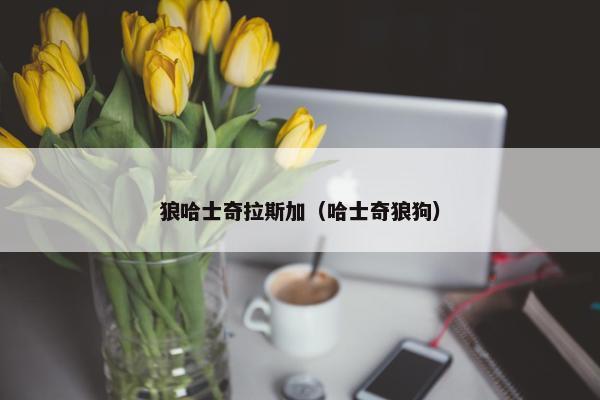 狼哈士奇拉斯加（哈士奇狼狗）
