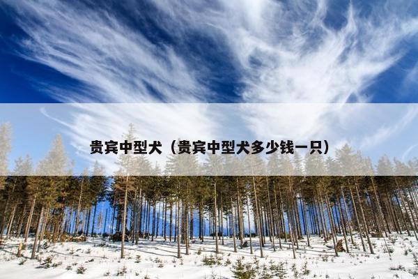 贵宾中型犬（贵宾中型犬多少钱一只）